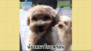 เพื่อนตัวน้อย สัตว์เลี้ยงแสนซน : น้องหมาในฤดูร้อน