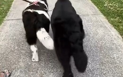 Cún con biểu diễn múa hông! Mấy bé cưng xoay mông tới mức như muốn nổ tung luôn rồi!