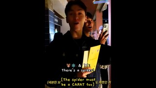 vernon being so amazed by a spider and dokyeom suddenly talked about spiderman 😭🕷 #seventeen