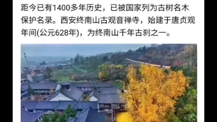 Autumn colors fill the garden, impossible to contain—just a splash of golden hues catches my eye [cr