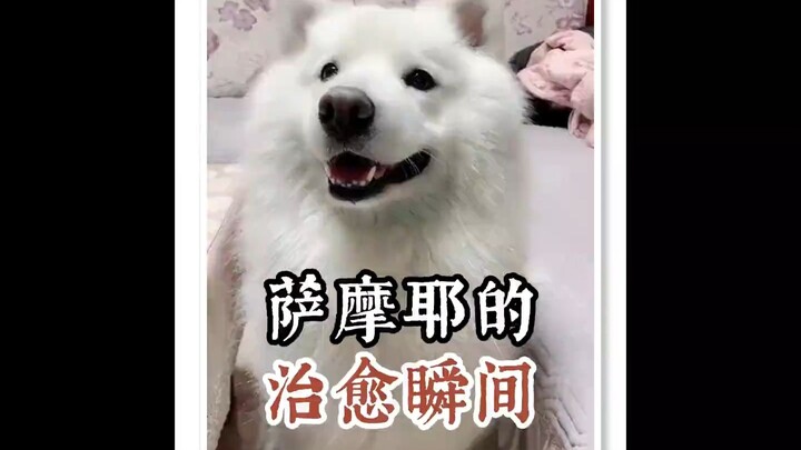 Khoảnh khắc chữa lành của chú chó Samoyed!