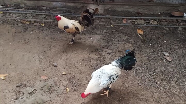 snow grey first spar