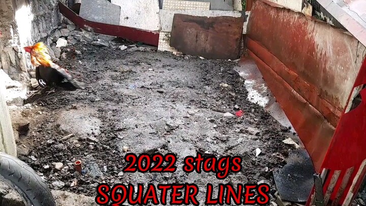 2022 stags sparring SQUATER LINES🙂