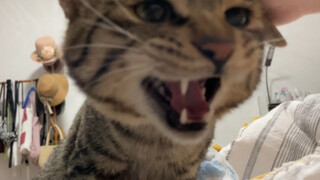 Ketika anak kucing itu sedang meremas susu, saya menarik kakinya dan anak kucing itu memarahi saya s