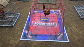 bmeg integra kakampi mo sa panalo