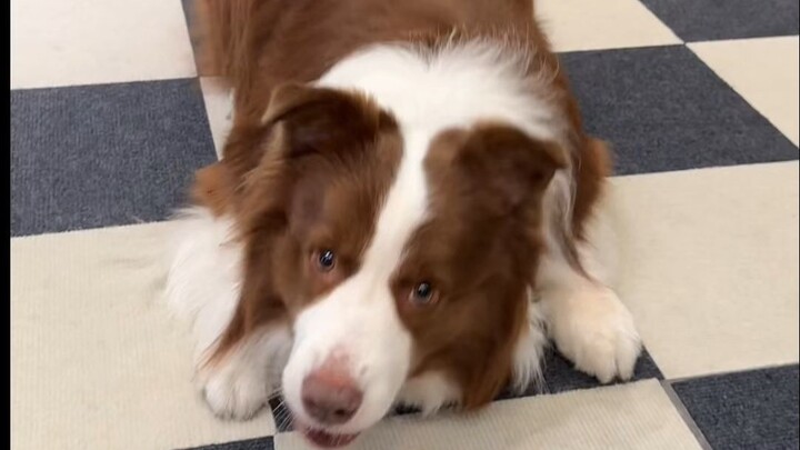 Why does the puppy bother his father?