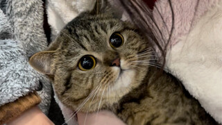 When I told my germaphobic dad I was bringing a cat home for the New Year...