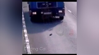 Mong người tốt 1 đời bình an ❤️❤️❤️ tiktoktrendingsong thucung