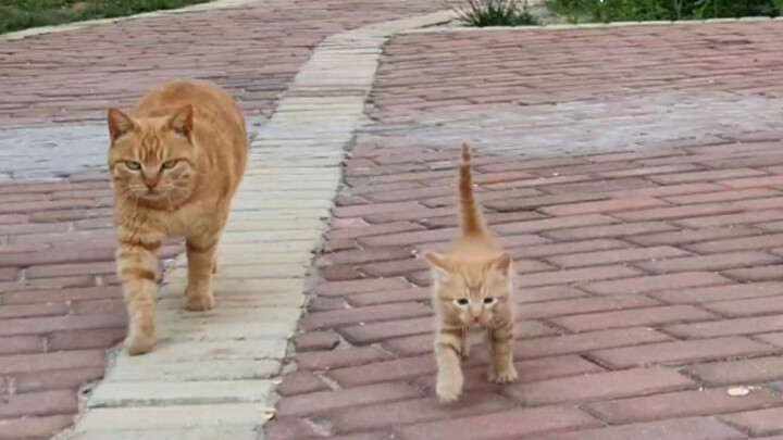 Hewan|Ibu Kucing dengan Langkah Sama Mengajari Anak Kucing Catwalk