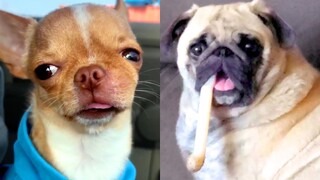 Hilarious Derpy Dog | Funny Pet Videos