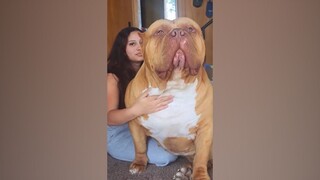 LionKing, an American bully dog weighing nearly 200 pounds, uses a pot to eat and a bucket to drink 