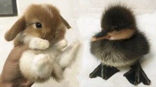 AWW SO CUTE! Cutest baby animals Videos Compilation Cute moment of the Animals - Cutest Animals #25