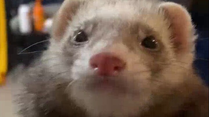 The ferret army takes a group bath—still super cute even with just one bath a year!