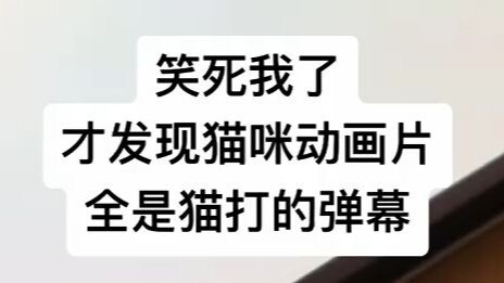 “Trên Bilibili có mèo đang tung bình luận sao???!”