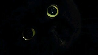 Look at me! What have I been through because of my black face?