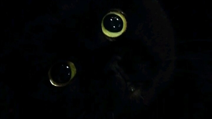 Look at me! What have I been through because of my black face?