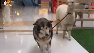 [Cún cưng] Husky trông như Alpaca, dắt đâu đi đó 