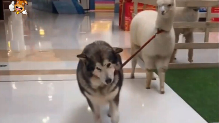 When Your Husky Met An Alpaca…