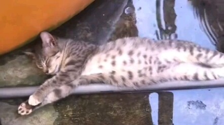 Kucing: Ada yang salah di mana? #KucingKecil