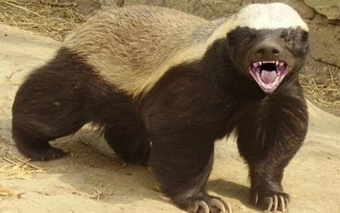 Honey Badger Bilingual Subtitles: The Crazy Nastyass Honey Badger (original narration by Randall)