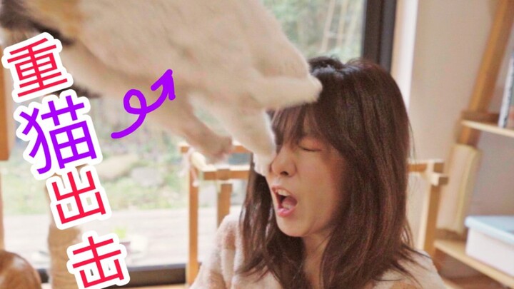 แมว: โจมตีอย่างแม่นยำต่อกองกำลังชั่วร้าย