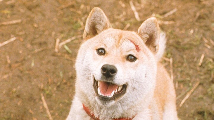 Chuyện có thật chuyển thể, xem đến cuối cùng nước mắt tuôn rơi — “Điều kỳ diệu của chú chó yêu”