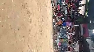 1 win my cobra na manok