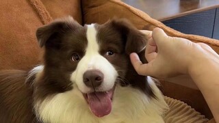 Bài kiểm tra tính khí của cún con~