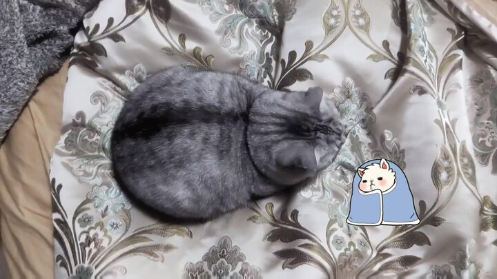 [Animals]This cat curls him up in cold weather