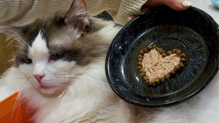 Does owning a cat mean it’s hard to find a partner?