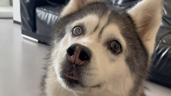 What did that dog say in the end?