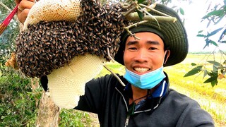 7 Ân Chinh Phục Ong Mật Đầu Mùa