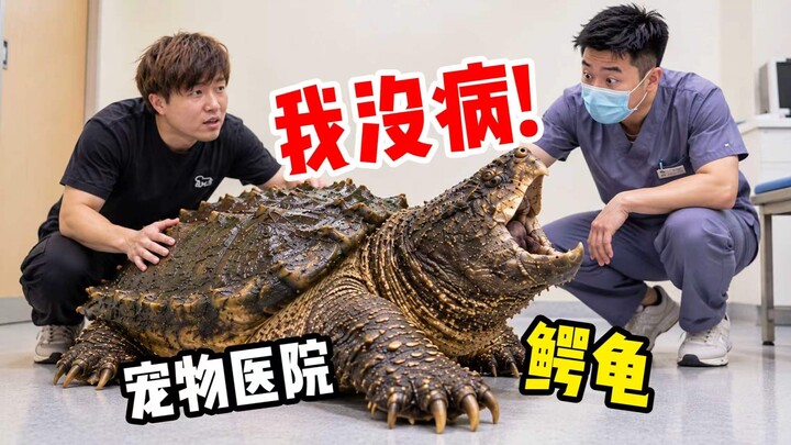 First time taking a 288,000-yuan alligator snapping turtle to the vet—everyone at the hospital was s