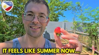 We grew ORGANIC STRAWBERRIES in ORMOC, PHILIPPINES! 🇵🇭 - Simple Living Family VLOG