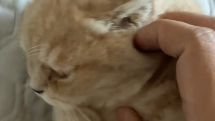 أسئلة حول مرض عيني الهرة الصغيرة