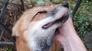 A little fox whimpering after being Rua'd