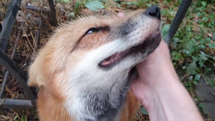 Seekor rubah kecil yang menangis kesakitan karena dirua