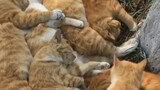 The tipster discovered a gathering place for orange cats on the street...I really want to lean up an