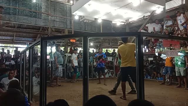 Napilayan manok namin!Nanalo pa!