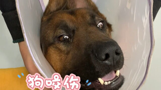 Đây là lời nhắc nhở các sen, nhất định phải buộc dây dắt cẩn thận, nếu không hậu quả sẽ rất khó lườn