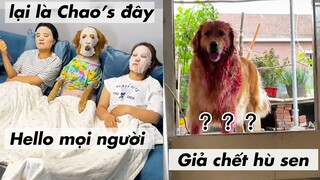 Đần thối bắt Trend và cái kết ... Ối dồi ôi ~ 🙏 Gâu Đần Official