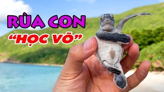 Rùa Con "học võ" Siêu Dễ Thương ở Côn Đảo