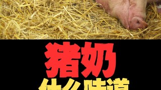 牛奶羊奶有人喝，猪奶为啥没人喝？