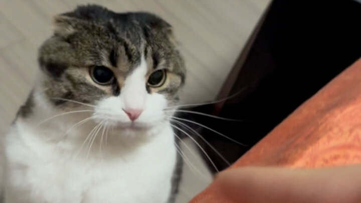 Damn Zouzhou cat!
