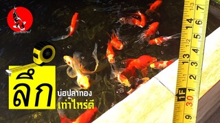 วัด!!! บ่อปลาทอง ลึกเท่าไหร่ดี จากประสบการณ์จริง l คุณพ่อคราฟ