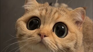Cara bermain di Internet: Gunakan "filter mata besar" untuk mengambil gambar kucing dengan wajah can