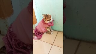 naik pagar # #viral #shortsvideo #kucing #kucinglucu #cat #kucinggemoy #shortsfeed #dubbing