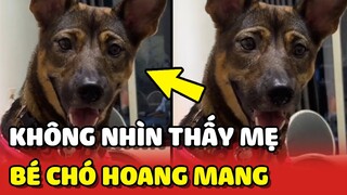 Bé chó HOANG MANG vì đi VỆ SINH xong KHÔNG NHÌN THẤY Mẹ | Yêu Lu