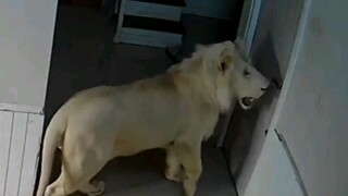 เจ้าเหมียวจะนอนแล้ว เปิดประตูหน่อยสิ