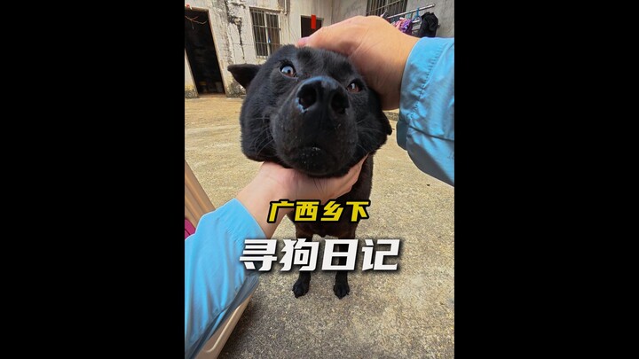 Dog-hunting in the Guangxi countryside yields two chubby local mongrels!